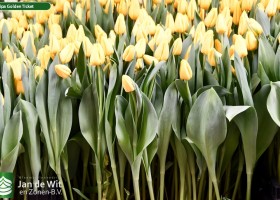 Tulipa Golden Ticket (2)